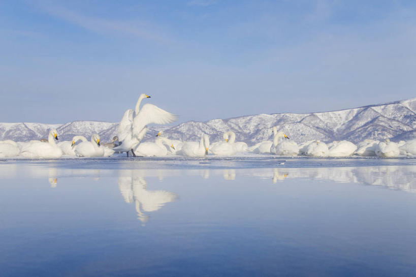 游泳,无人,横图,室外,白天,旅游,度假,湖,美景,山,山脉,水,雪,雪山,野生动物,天鹅,一群,许多,漂浮,反射,鸟类,冰,景观,云,冬天,很多,娱乐,白色,风景,天空,自然,享受,休闲,景色,放松,摄影,宁静,水禽,拍打,自然风光,大天鹅,彩图,动物行为,动物学