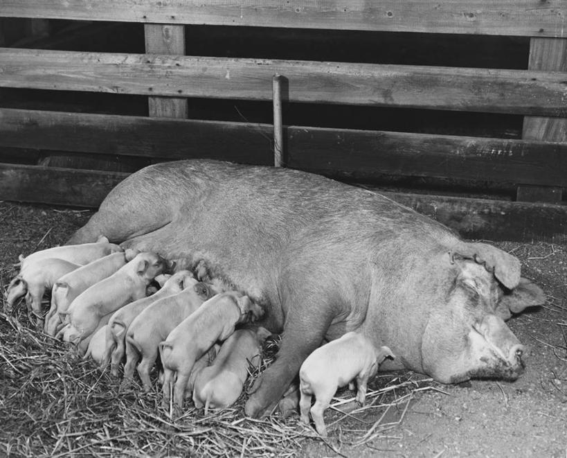 无人,人群,躺,横图,黑白,室外,白天,农业,哺乳动物,野生动物,猪,哺乳,篱笆,依靠,小猪,动物,家畜,吸,摄影,牲畜,关爱,主题,饥饿,喂养,饿,家猪