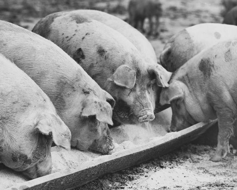 无人,农场,吃,横图,室外,白天,农业,哺乳动物,野生动物,猪,水槽,凌乱,动物,家畜,摄影,牲畜,主题,饥饿,喂养,彩图,饿,家猪