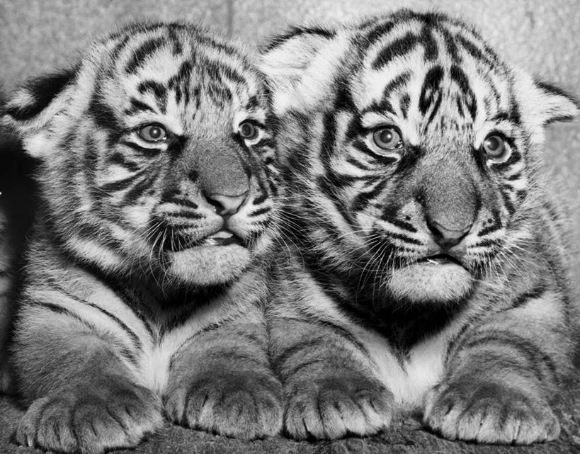 无人,动物园,躺,横图,黑白,室内,特写,纯洁,哺乳动物,虎,野生动物,美国,条纹,爪子,自然,动物,两只,可爱,童年,童趣,摄影,野猫,幼兽,主题,猫科动物,童真,烂漫,无邪,式样,濒危物种,天真,底格里斯河