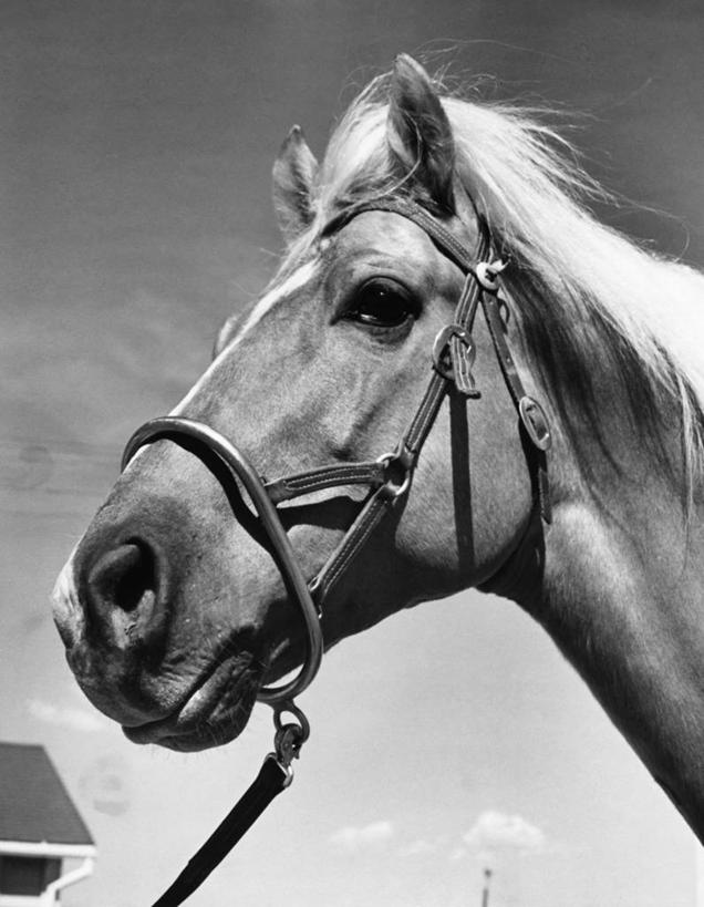 无人,竖图,黑白,室外,特写,白天,哺乳动物,宠物,马,野生动物,天空,动物,摄影,牲畜,缰绳