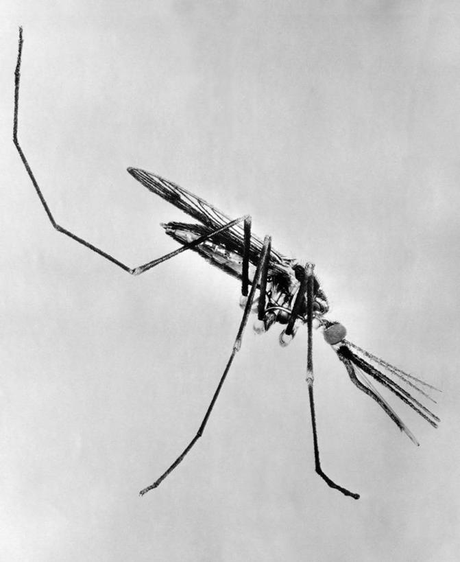 无人,竖图,黑白,室内,特写,蚊子,昆虫,摄影,害虫,疟原虫,疟蚊,病媒