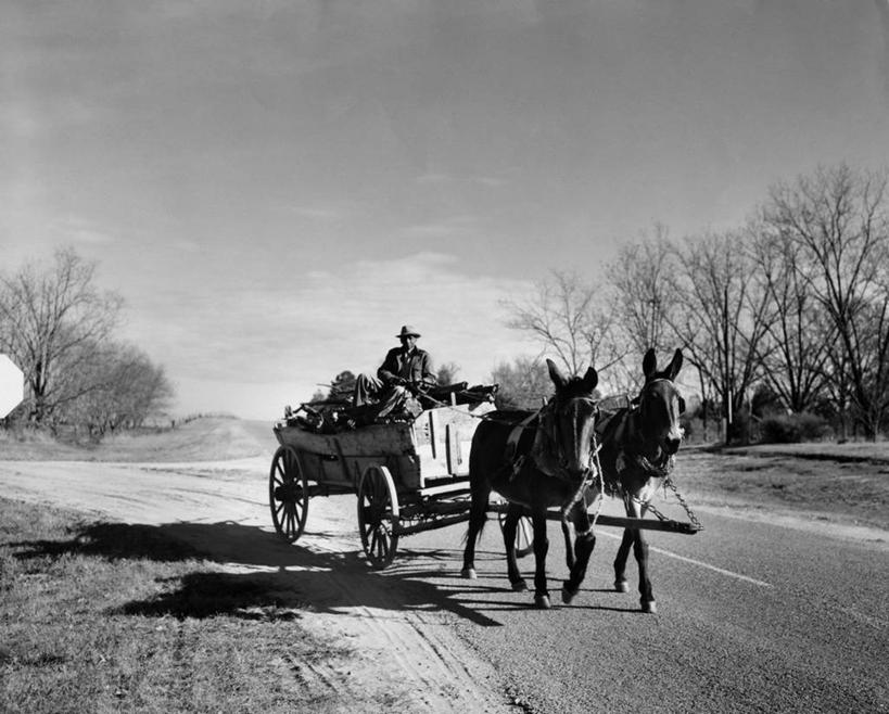 一个人,横图,黑白,室外,白天,路,美国,阴影,马车,树,天空,动物,两只,运输,摄影,北美,骡子,男性