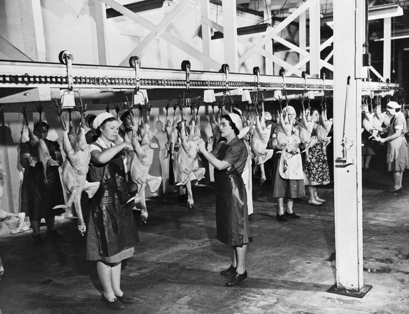 成年人,人群,工厂,横图,黑白,室内,工作服,制服,烹饪,安全,美国,吊挂,悬挂,准备,阴影,围裙,肉,料理,食品,防护,许多人,北,挂,休闲装,菜肴,美食,饮食,食物,饮料,工人,动物,一群人,职业,工业,摄影,佳肴,巨大,庞大,保护,死亡,北美,主题,保险,防护服,食品加工厂,合伙,保全,周全,安稳,安定,殒命,灭亡,工作制服,宏大,硕大,伟大,平安,女人,员工,工作套服,匠人,劳动者,体力工