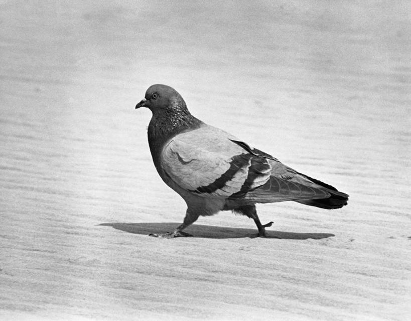 无人,横图,黑白,室外,白天,鸽子,野生动物,阴影,鸟类,沙子,陆地,摄影,喙,海滩,步行