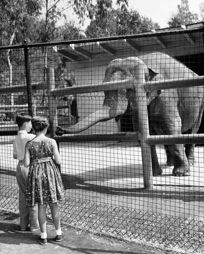 儿童,两个人,动物园,竖图,黑白,室外,白天,纯洁,安全,哺乳动物,野生动物,栅栏,篱笆,笼子,树,小孩,背面,动物,可爱,童年,童趣,摄影,观看,保护,童真,烂漫,无邪,天真,男孩,女孩,孩子,休闲活动,象,好奇心