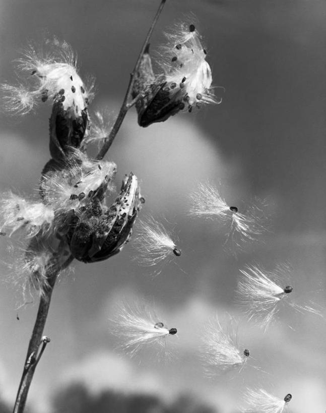 无人,竖图,黑白,室外,白天,仰视,植物,茎,种子,野花,草药,药草,半空,中药,自然,打开,角度,摄影,生长,生活方式,开启,药材,中草药,中药材,本草,马利筋,低角度拍摄