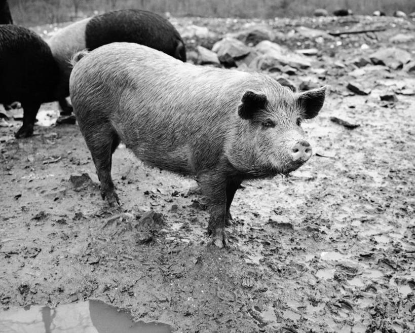 无人,横图,黑白,室外,白天,农业,水,哺乳动物,野生动物,猪,三只,动物,摄影,肮脏,牲畜,泥,杂食动物,邋遢,龌龊,污秽,水坑,家猪