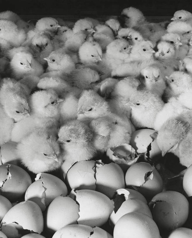 无人,人群,竖图,俯视,室内,农业,鸡,一群,许多,鸟类,高处,很多,小鸟,家禽,动物,家畜,角度,摄影,牲畜,巨大,庞大,生活方式,孵化,脆弱,主题,卵,宏大,硕大,伟大,开端,彩图,高角度拍摄,小鸡,弱点