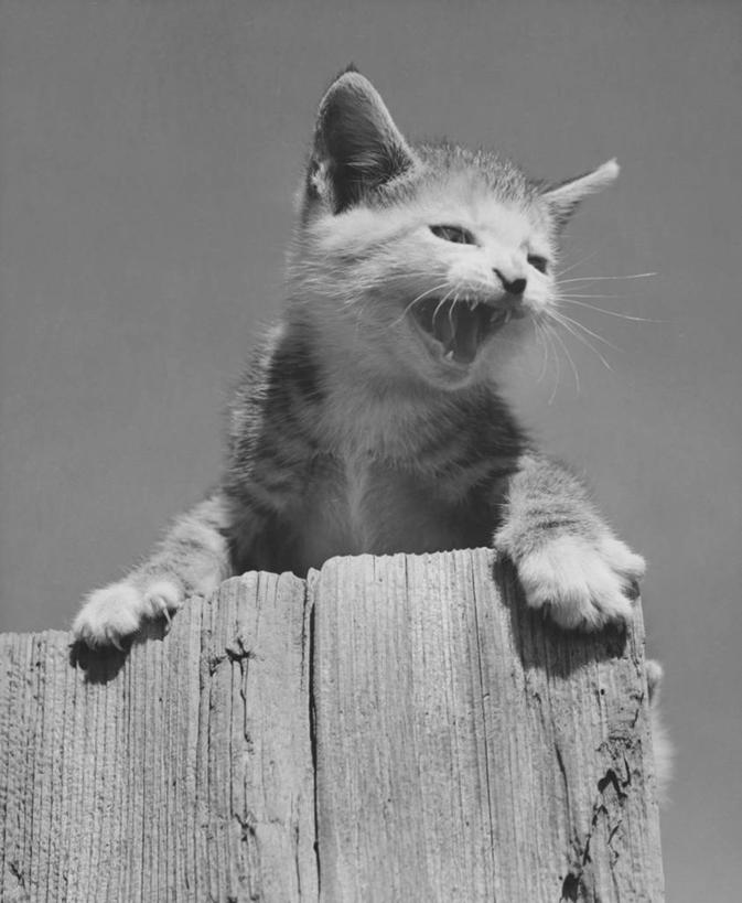 无人,竖图,黑白,室外,白天,仰视,哺乳动物,猫,野生动物,树桩,小猫,树,动物,家畜,握紧,角度,摄影,栖息,恐怖,猫科动物,低角度拍摄,动物行为