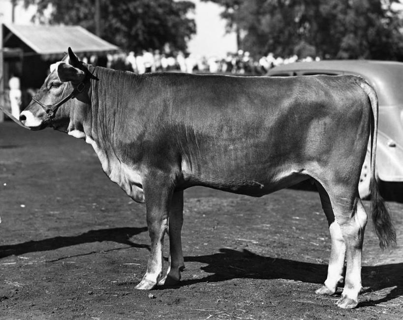 无人,横图,黑白,室外,白天,农业,汽车,哺乳动物,牛,野生动物,阴影,路边,树,动物,绳子,家畜,摄影,牲畜,食草动物,母牛