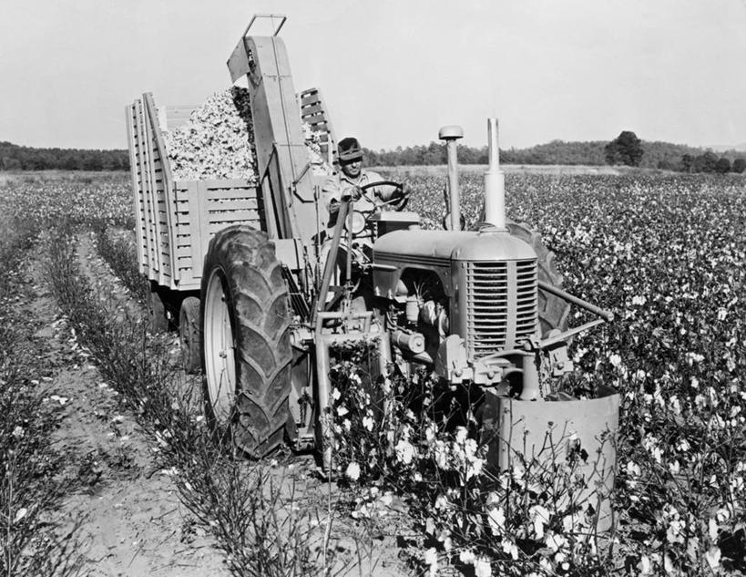 一个人,农民,坐,横图,黑白,室外,白天,农业,农作物,美景,植物,帽子,朦胧,模糊,景观,田地,棉花,自然,景色,摄影,生长,收获,自然风光,种植园,万里无云,联合收割机,半身