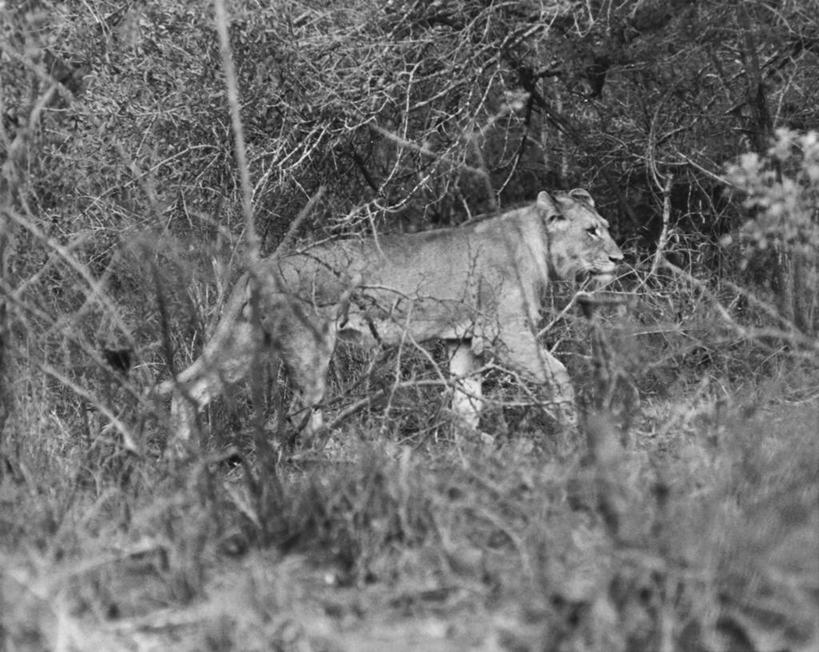 无人,横图,黑白,室外,白天,美景,哺乳动物,野生动物,狮子,捕食,景观,自然,动物,景色,力量,摄影,自然风光,野猫,猫科动物,搜寻,机敏,危险,步行,动物行为