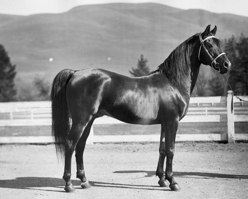 无人,横图,黑白,室外,白天,骄傲,哺乳动物,马,野生动物,阴影,光线,篱笆,光芒,动物,家畜,力量,摄影,缰绳