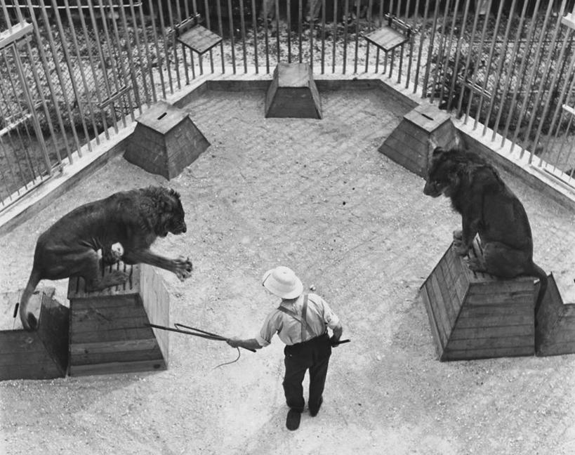 成年人,一个人,教师,演员,马戏团,坐,横图,俯视,黑白,室内,残酷,哺乳动物,野生动物,仅一个男性,表演,笼子,表演者,杂技,动物,戒指,两只,平衡,角度,摄影,事件,主题,鞭子,特技,杀害,教员,驯兽师,技能,暴虐,残暴,惨酷,危险,严酷,男人,老师,高角度拍摄,杂伎,先生,服从