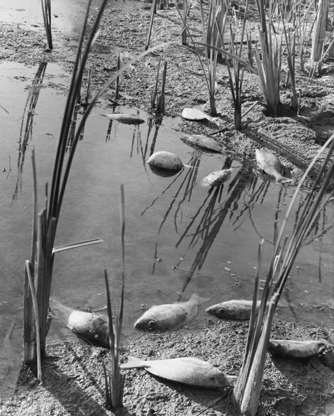 无人,竖图,俯视,黑白,室外,白天,水,野生动物,环保,鱼群,鱼类,草,摄影,能源,环境,污染,死亡,回收,沼泽,资源,有毒物质,利用,低碳,循环,持续,高角度拍摄,水污染