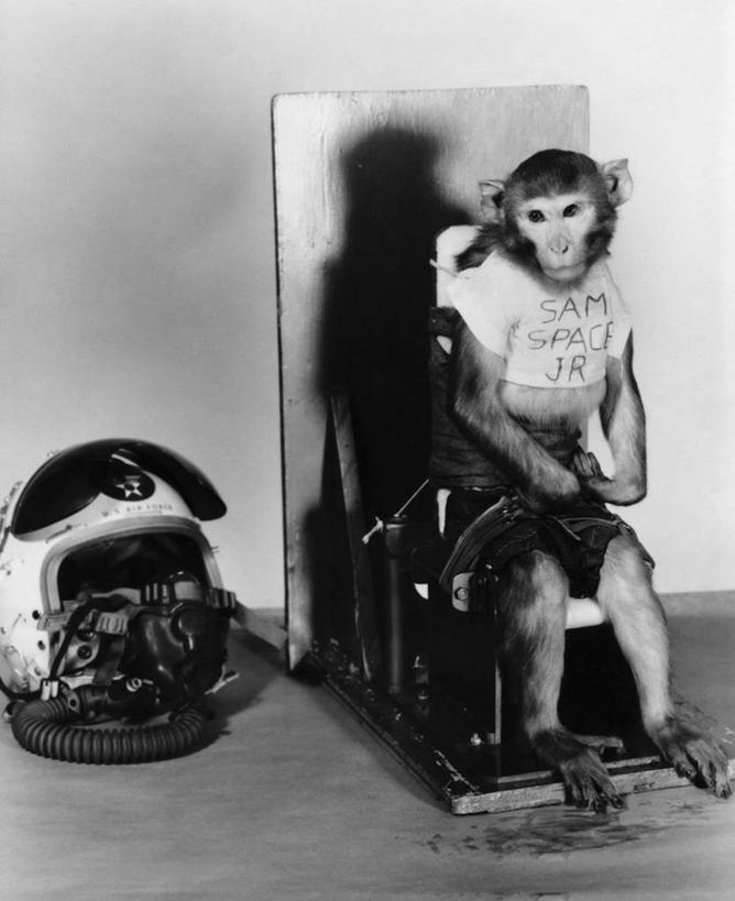 无人,坐,竖图,黑白,室内,探险,风,哺乳动物,野生动物,猴子,椅子,美国,垒,阴影,研究,太空,头盔,文字,实验室,北,训练,设备,腰带,座位,物品,动物,安全带,摄影,英文字母,氧气面罩,北美,主题,车座,科学实验,灵长目,德克萨斯,旅行,伦多夫,空间探索