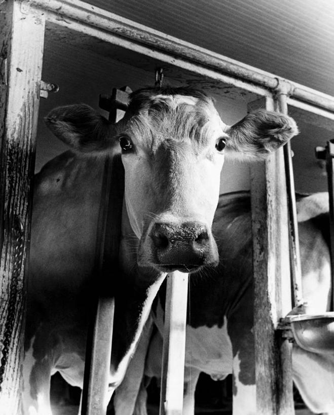 无人,农场,竖图,黑白,室内,白天,仰视,畜牧业,农业,牧场,哺乳动物,牛,野生动物,乳牛,动物,凝视,角度,摄影,牲畜,观看,奶制品,主题,陷阱,农具,畜牧,牧业,母牛,耕具,低角度拍摄