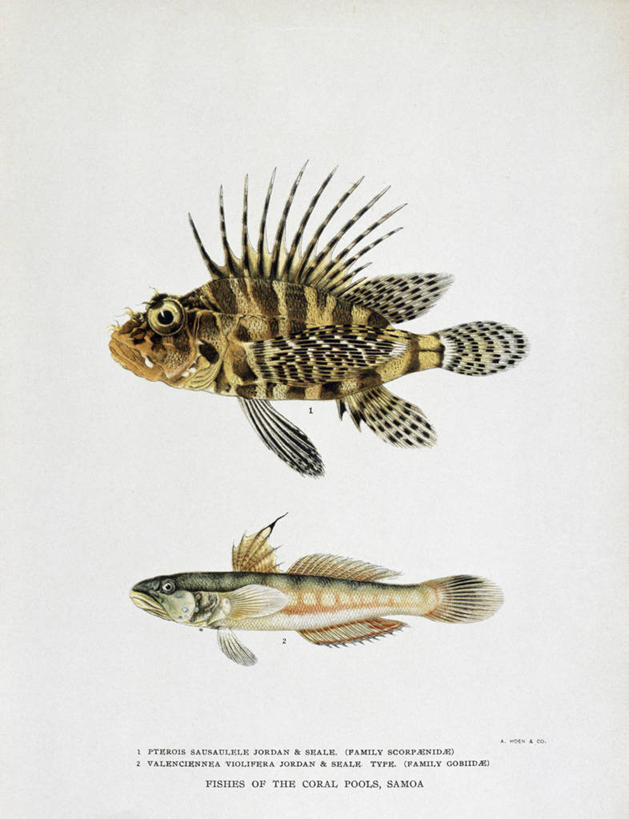 无人,竖图,插画,白色背景,侧面,绘画,数码,科技,野生动物,阴影,艺术,印刷,网络,高光,几何,计算机图形,古典,合成,图画,文化,鱼类,画,自然,动物,工艺品,品味,两只,美术,电脑合成图,数码合成图,锋利,尖锐,高雅,合成图,漫画,写实,具体,具象,美学,彩图,平版印刷