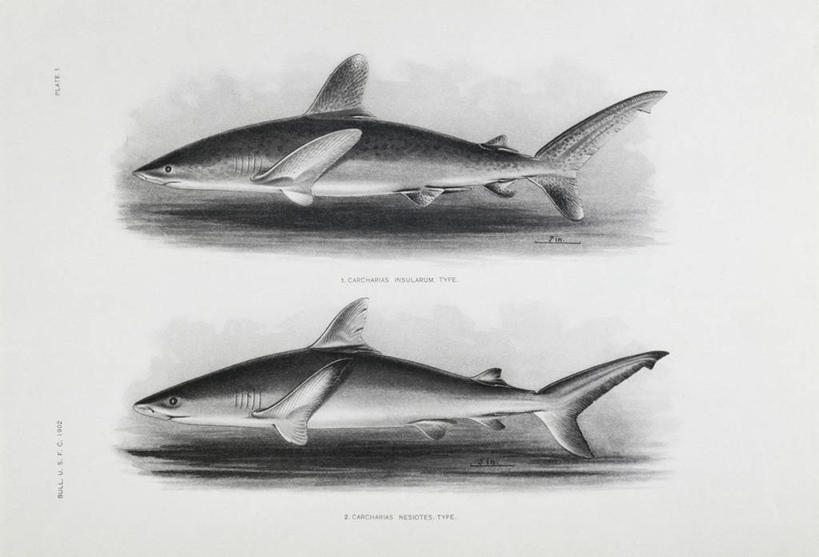 无人,横图,插画,白色背景,侧面,绘画,数码,科技,鲨鱼,野生动物,阴影,艺术,印刷,网络,鱼,高光,几何,计算机图形,古典,合成,图画,文化,鱼类,海洋生物,画,自然,动物,工艺品,品味,两只,美术,电脑合成图,数码合成图,高雅,合成图,水生动物,水生物,凶猛,漫画,海底动物,写实,具体,具象,美学,残暴,凶残,沙鱼,鲛鲨,彩图,鲛,平版印刷