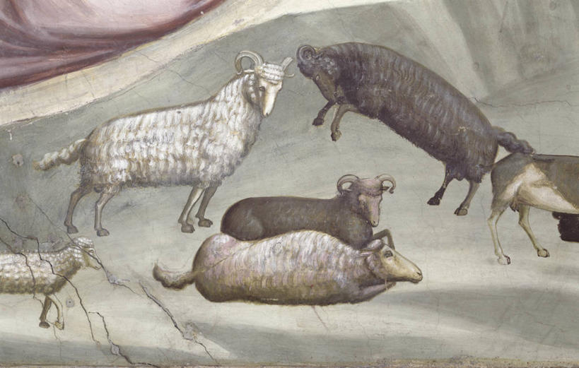 无人,建筑师,画家,站,跳,横图,插画,室外,特写,白天,数码,科技,意大利,阴影,网络,田地,高光,几何,计算机图形,文艺复兴,合成,图画,画,动物,牲畜,活动,动作,电脑合成图,数码合成图,合成图,打斗,漫画,写实,具体,具象,敌对,帕多瓦,乔托.迪.邦多纳,绵羊,彩图