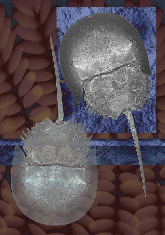 蟹,无人,竖图,插画,抽象,数码,科技,指,阴影,形状,网络,螃蟹,高光,几何,计算机图形,合成,图画,指点,画,动物,两只,电脑合成图,数码合成图,锋利,尖锐,指向,合成图,漫画,计算机制图,肌理,写实,具体,具象,构图,甲壳动物,彩图