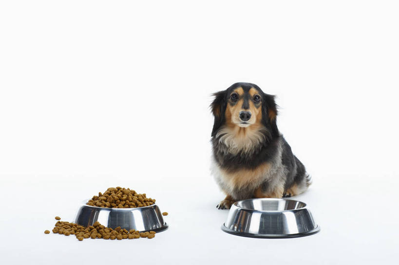 无人,坐,竖图,室内,白天,白色背景,正面,宠物,狗,一堆,许多,阴影,堆叠,堆积,反射,腊肠犬,影子,塑料,食品,迷你腊肠犬,很多,营养,注视,腊肠狗,食物,一只,动物,容器,塑料制品,碗,观察,看,可爱,摄影,影棚,观看,储藏,堆,察看,狗粮,储存,关注,饲料,忠诚,迷你腊肠狗,犬,坐着,彩图,全身,影棚拍摄,拍摄,犬粮,狗碗,贮存