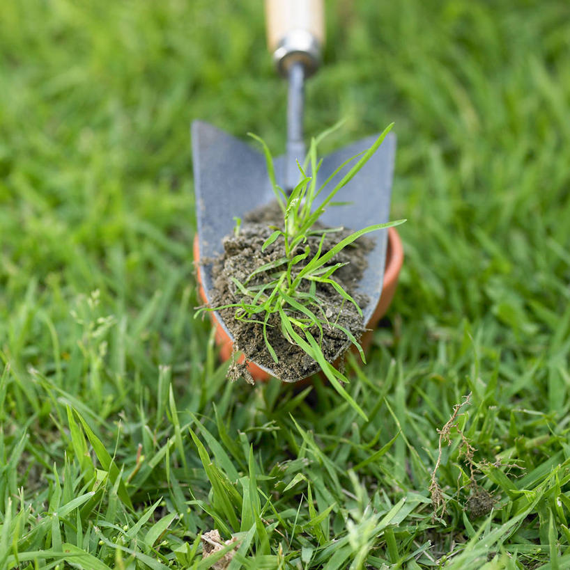 无人,竖图,俯视,室外,特写,白天,草地,草坪,植物,金属制品,一把,阴影,朦胧,模糊,光线,金属,铲子,影子,草,绿色,阳光,彩图,高角度拍摄,手铲