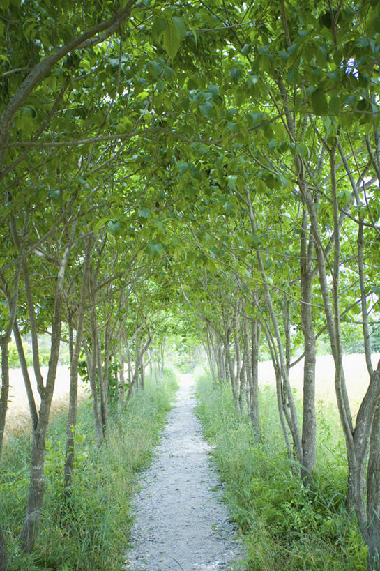 无人,竖图,室外,白天,正面,消失点,旅游,度假,草地,草坪,美景,树林,植物,道路,路,阴影,光线,影子,景观,小路,交通,娱乐,草,树,树木,绿色,阳光,自然,享受,休闲,景色,放松,生长,成长,自然风光,彩图,没影点,灭点