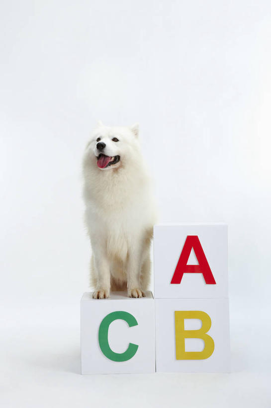 无人,坐,竖图,室内,白天,白色背景,正面,宠物,狗,阴影,反射,木制,英文,标志,文字,影子,字符,字母,木箱,注视,标识,三个,一只,白色,动物,木制品,容器,箱子,观察,看,可爱,摄影,影棚,观看,储藏,英文字母,察看,储存,关注,萨摩耶,忠诚,萨摩,萨摩耶德犬,萨摩耶犬,犬,坐着,彩图,全身,影棚拍摄,拍摄,贮存