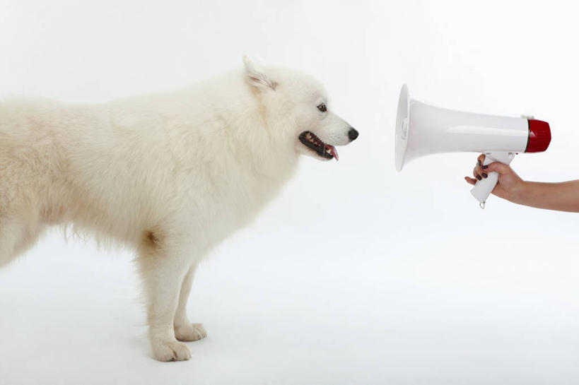 东方人,手,一个人,站,横图,室内,白天,白色背景,侧面,宠物,狗,亚洲,仅一个男性,仅一个人,握,阴影,反射,影子,黄种人,喇叭,仅一个年轻男性,一个,一只,白色,动物,话筒,站着,手部,可爱,握着,摄影,影棚,单个,单手,传声筒,萨摩耶,忠诚,萨摩,萨摩耶德犬,萨摩耶犬,男人,男性,年轻男性,亚洲人,犬,站立,彩图,影棚拍摄,拍摄