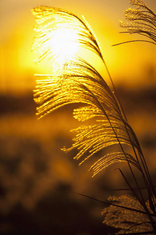 无人,竖图,室外,特写,白天,仰视,美景,日落,太阳,芦苇,梦幻,发光,光束,景观,晚霞,霞光,落日,光亮,背光,自然,黄昏,景色,彩霞,未来,发亮,自然风光,逆光,憧憬,芦芛,夕照,芦,苇,薄暮,夕阳,彩图,低角度拍摄,傍晚,斜阳