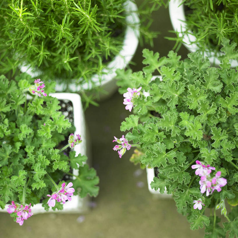 无人,竖图,俯视,室外,特写,白天,植物,阴影,反射,盆栽,影子,盆景,绿色,自然,四个,生长,成长,彩图,高角度拍摄