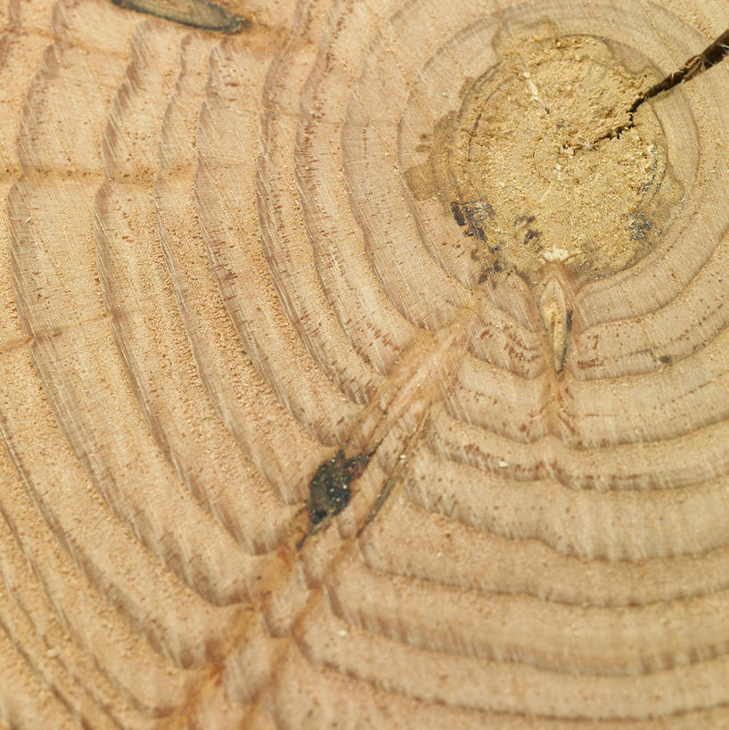 无人,竖图,俯视,室内,特写,白天,阴影,反射,影子,圆环,圆圈,树桩,年轮,树,树干,木桩,年龄,环状,周期,年数,彩图,高角度拍摄