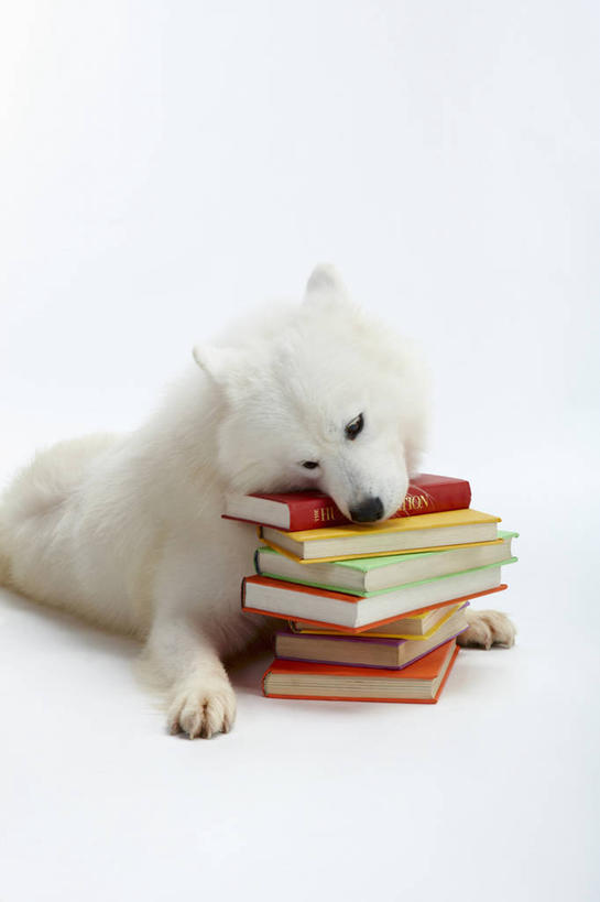 无人,竖图,室内,白天,白色背景,正面,宠物,狗,书籍,一排,许多,阴影,整齐,反射,影子,很多,注视,排列,一只,白色,动物,书本,观察,看,趴着,可爱,摄影,影棚,观看,堆,察看,队列,关注,萨摩耶,忠诚,萨摩,萨摩耶德犬,萨摩耶犬,书,图书,犬,趴,半身,彩图,影棚拍摄,拍摄