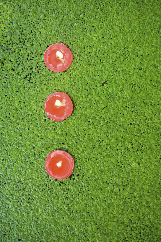 无人,竖图,俯视,室外,特写,白天,美景,植物,蜡烛,叶子,一排,阴影,整齐,光线,火焰,影子,烛光,池塘,景观,水池,绿叶,浮萍,燃烧,排列,三个,红色,绿色,自然,点燃,嫩叶,景色,生长,成长,队列,自然风光,水生植物,叶,叶片,彩图,高角度拍摄,青萍