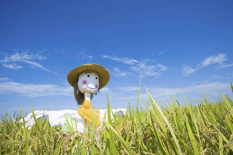 无人,农田,横图,室外,白天,仰视,农业,庄稼,农作物,美景,帽子,阴影,光线,草帽,影子,稻田,景观,云,云朵,稻草,云彩,稻草人,蓝色,白云,蓝天,天空,阳光,自然,天,景色,晴朗,自然风光,偶人,晴空,彩图,低角度拍摄,耕地,庄稼田