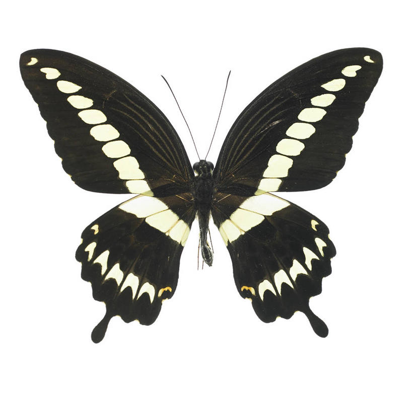 无人,竖图,室内,特写,白天,白色背景,正面,蝴蝶,伸展,张开,展翅,翅膀,昆虫,一只,白色,黑色,动物,摄影,影棚,益虫,张开翅膀,展开翅膀,彩图,全身,影棚拍摄,拍摄