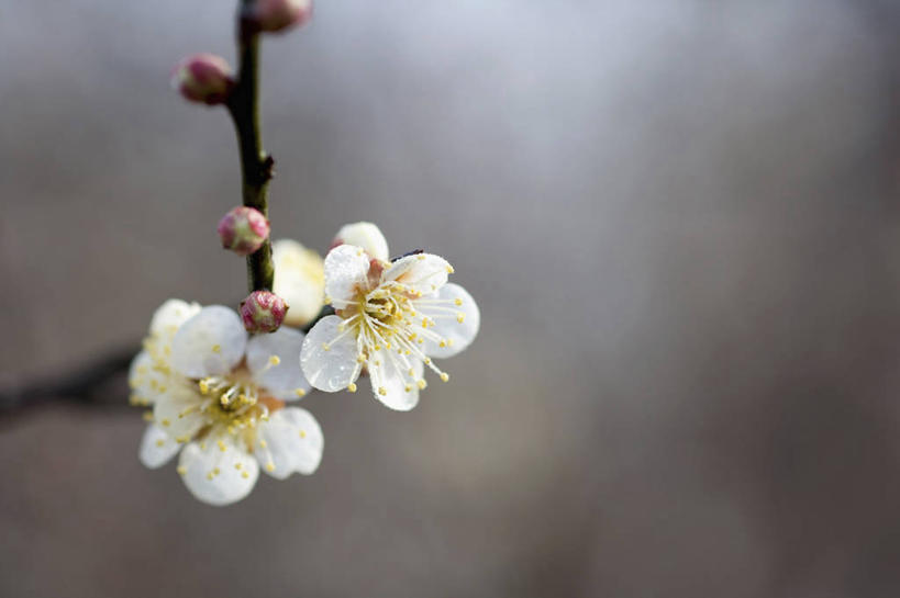 无人,横图,室外,特写,白天,正面,美景,阴影,朦胧,模糊,盛开,反射,影子,景观,杏花,枝条,花蕾,花,花瓣,花朵,鲜花,树枝,两朵,白色,自然,花苞,花蕊,景色,自然风光,虬枝,枝杈,彩图