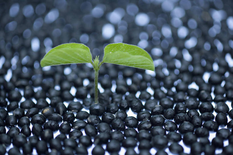 无人,横图,俯视,室内,特写,白天,植物,豆,蔬菜,叶子,一堆,许多,阴影,堆叠,堆积,朦胧,模糊,新鲜,反射,影子,豆类,豆子,黑豆,食品,绿叶,很多,食物,黑色,嫩叶,有机食品,绿色食品,堆,豆科,乌豆,乌大豆,叶,叶片,彩图,高角度拍摄