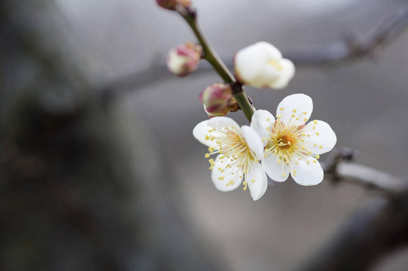 无人,横图,室外,特写,白天,正面,美景,朦胧,模糊,盛开,景观,杏花,枝条,花蕾,花,花瓣,花朵,鲜花,树枝,白色,自然,花苞,花蕊,景色,自然风光,虬枝,枝杈,彩图