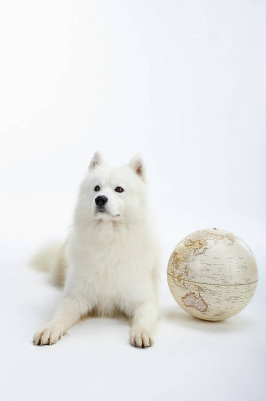 无人,竖图,室内,白天,白色背景,正面,仪器,海洋,宠物,狗,地图,阴影,反射,网格,地球仪,线条,影子,世界地图,地球,陆地,全球,注视,球,一个,一只,白色,动物,经纬线,模型,观察,看,趴着,球体,可爱,摄影,地理,国家,影棚,单个,观看,大陆,察看,世界,关注,纬线,版图,经线,萨摩耶,忠诚,经纬仪,地理学,萨摩,萨摩耶德犬,萨摩耶犬,犬,趴,彩图,全身,影棚拍摄,拍摄,大洋,大洲