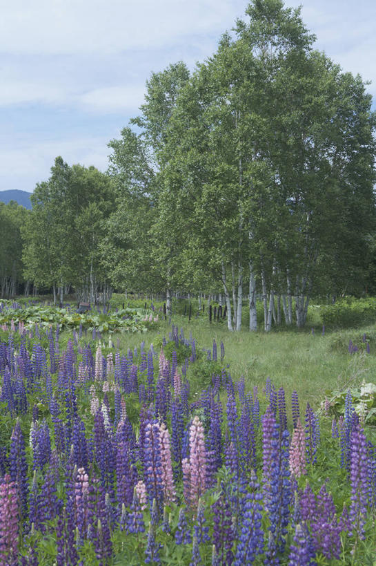 无人,家庭,竖图,室外,白天,正面,旅游,度假,智慧,草地,草坪,花海,花圃,美景,植物,叶子,阴影,盛开,光线,影子,景观,云,云朵,草药,药草,花蕾,云彩,娱乐,中药,草,花,花瓣,花朵,花卉,鲜花,树,树木,蓝色,绿色,紫色,白云,蓝天,天空,阳光,自然,花丛,花束,花田,天,花苞,花蕊,享受,休闲,景色,放松,生长,晴朗,成长,鼠尾草,减肥,自然风光,药材,中草药,中药材,本草,止痛,理性,晴空,彩图,除烦,调经,降脂,祛瘀,赤参,丹参,红根,紫丹参,活血,清心