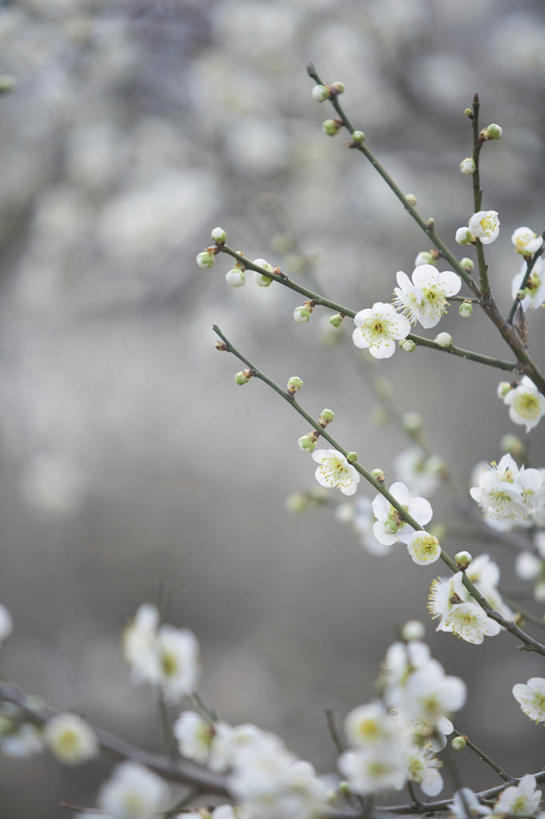 无人,竖图,室外,特写,白天,正面,美景,朦胧,模糊,盛开,景观,杏花,枝条,花蕾,花,花瓣,花朵,鲜花,树枝,白色,自然,花苞,花蕊,景色,自然风光,虬枝,枝杈,彩图