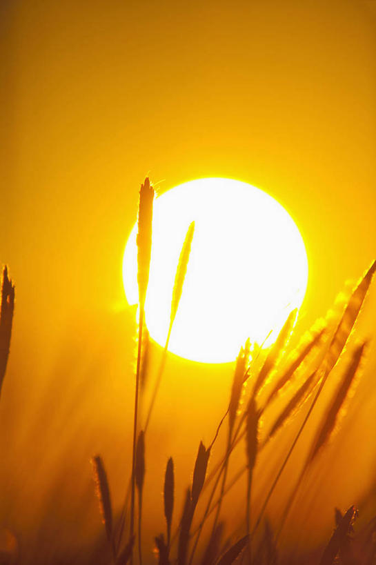 无人,竖图,室外,特写,白天,正面,美景,日落,朦胧,模糊,景观,晚霞,霞光,落日,背光,狗尾巴草,自然,黄昏,狗尾草,景色,彩霞,自然风光,逆光,绿狗尾草,谷莠子,夕照,薄暮,夕阳,彩图,傍晚,毛毛草,宿田翁,斜阳