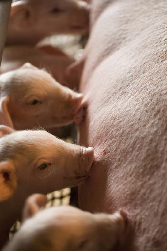 无人,竖图,俯视,室内,白天,猪,一排,许多,阴影,朦胧,模糊,整齐,反射,影子,很多,注视,排列,动物,观察,看,趴着,家畜,牲畜,观看,察看,队列,关注,吮吸,趴,半身,彩图,高角度拍摄