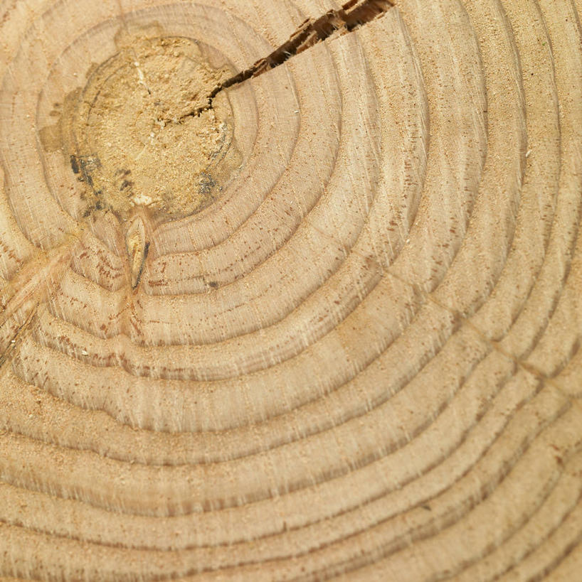 无人,竖图,室内,特写,白天,正面,柏树,圆环,圆圈,树桩,年轮,树,树干,木桩,摄影,影棚,年龄,环状,横截面,剖面,高尚,长寿,不朽,正气,周期,年数,截面,截面图形,彩图,影棚拍摄,拍摄