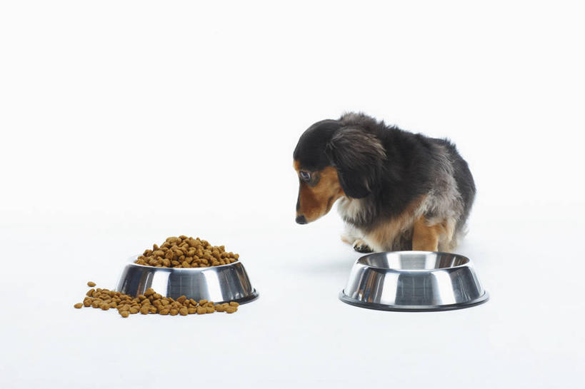 无人,站,横图,室内,白天,白色背景,正面,宠物,狗,金属制品,一堆,许多,阴影,堆叠,堆积,反射,金属,腊肠犬,影子,食品,迷你腊肠犬,很多,营养,扭头,注视,腊肠狗,食物,一只,动物,容器,碗,观察,看,站着,转头,比较,可爱,摄影,影棚,对比,观看,储藏,堆,察看,狗粮,储存,关注,饲料,对照,忠诚,迷你腊肠狗,比拟,比照,犬,站立,彩图,全身,影棚拍摄,拍摄,犬粮,狗碗,贮存