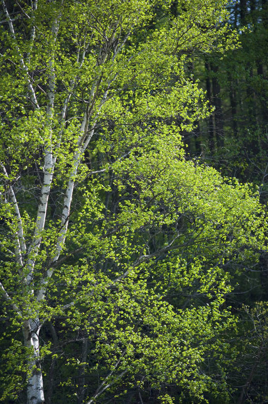 无人,竖图,室外,白天,正面,美景,森林,树林,植物,阴影,光线,影子,景观,树,树木,绿色,阳光,自然,景色,白桦,生长,成长,自然风光,桦树,桦皮树,桦木,彩图