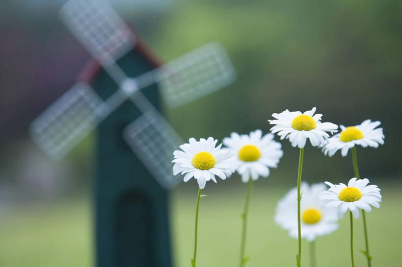 无人,横图,室外,特写,白天,正面,快乐,幸福,农业,风能,风力发电机,草地,草坪,花海,花圃,美景,树林,植物,风车,叶子,阴影,环保,朦胧,模糊,盛开,电力,光线,影子,景观,玛格丽特,花蕾,设备,草,雏菊,花,花瓣,花朵,花卉,鲜花,树,树木,绿色,阳光,自然,花丛,花束,花田,花苞,花蕊,发电,机械,菊花,景色,活力,工业,生长,能源,成长,希望,资源,坚强,风力机,自然风光,和平,利用,低碳,离别,延命菊,幸福花,春菊,马兰头花,暗恋,纯情,单恋,天真,风力发电,风力涡轮机,彩图,愉快